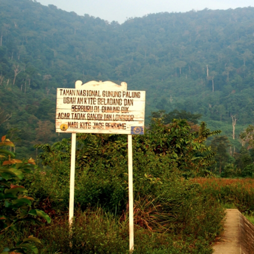 Taman Nasional Gunung Palung