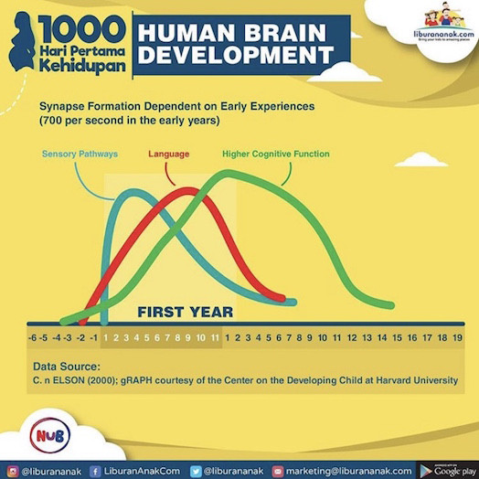 Human Brain Development